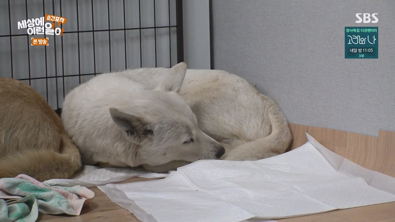 순간포착 세상에 이런일이.E1254.231203p-NEXT.mp4_20231203_140546.507.jpg