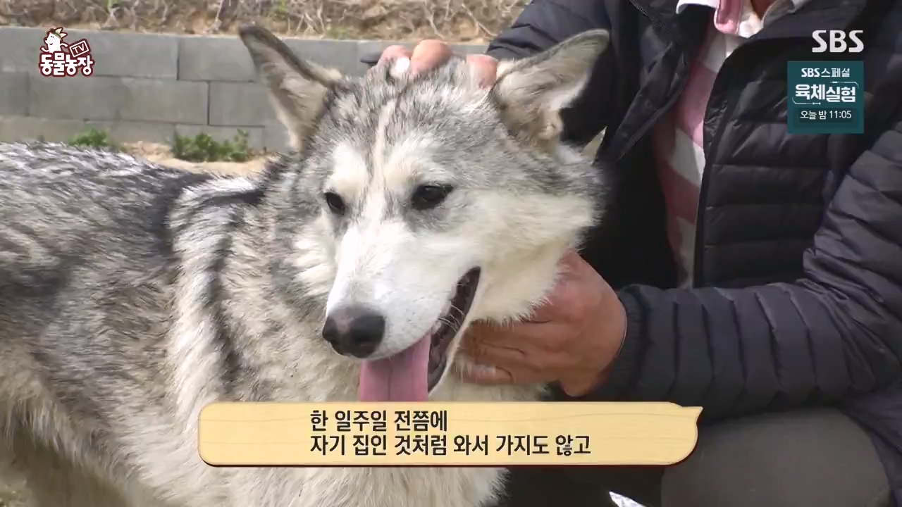 TV 동물농장.E1140.231009p-NEXT.mp4_20231008_174819.189.jpg