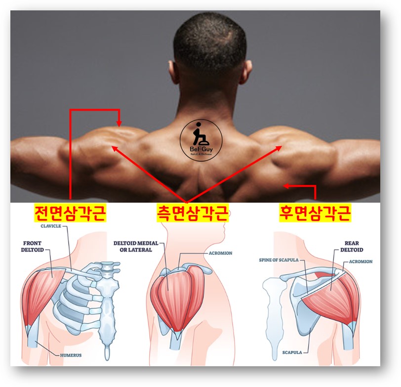 삼각근의 해부학