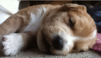  강아지와 같이 자면 좋은 건강 상의 이점 VIDEO: 6 health benefits of sharing a bed with your pet that might surprise you
