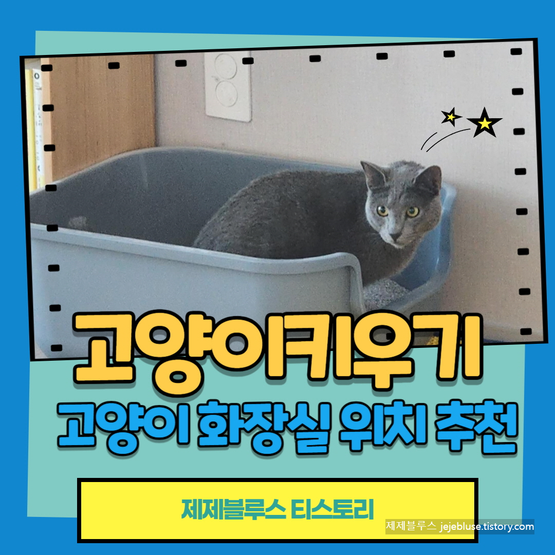 고양이화장실위치