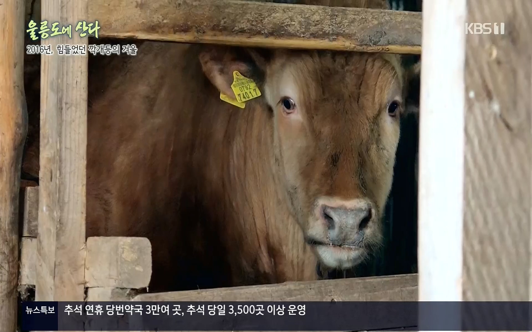 다큐울릉도에산다.E01.220909p.H264-F1RST.mp4_20220912_180601.763.jpg