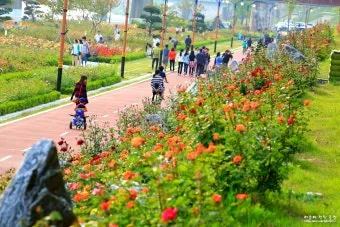 2025 삼척 장미공원 장미축제 일정 주차 볼거리_15