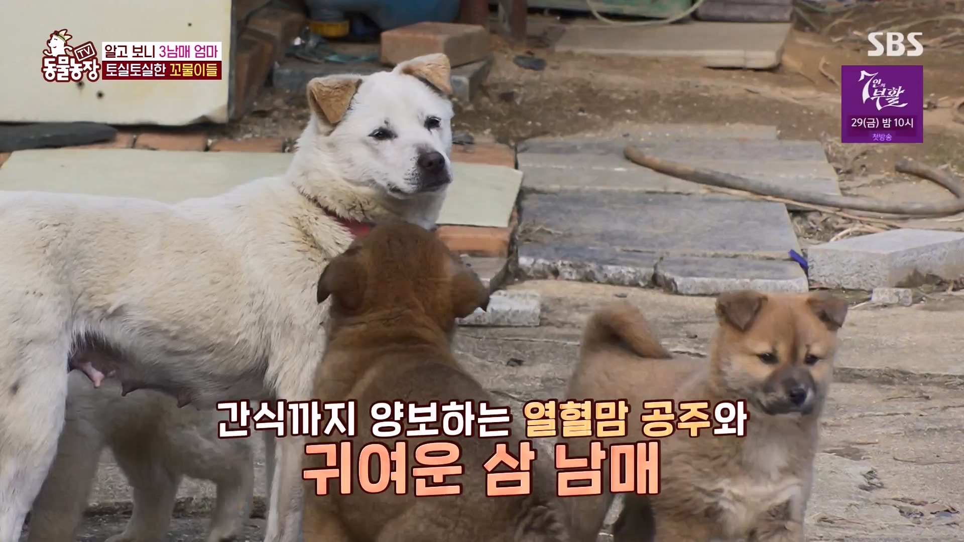 TV 동물농장.E1163.240317p-NEXT.mp4_20240317_171049.760.jpg