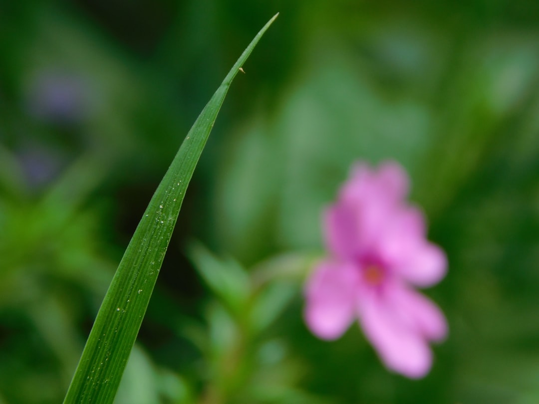 Geranium