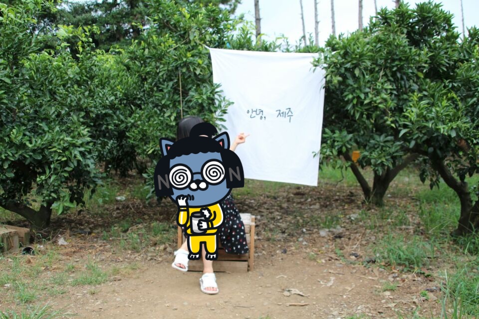 제주에인 감귤밭