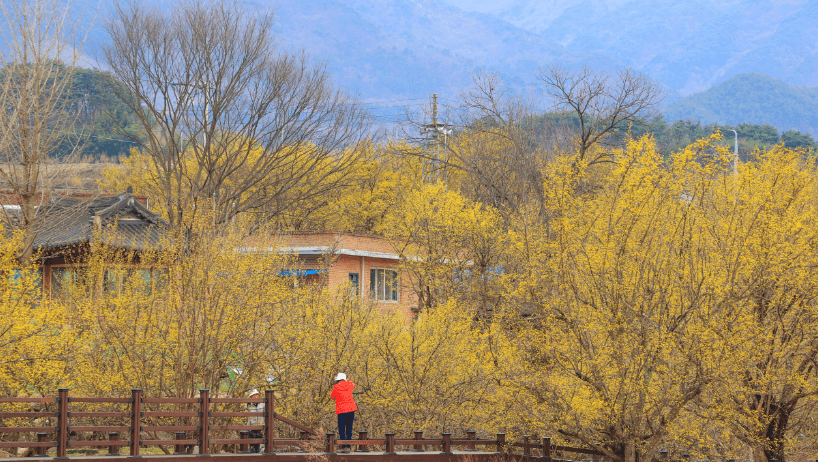 산수유 축제