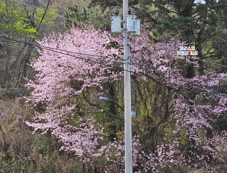 남해 봄여행 왕지벚꽃길 벚꽃 명소 가볼만한곳 벚꽃후기