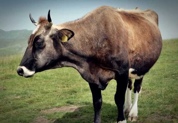 해몽 풀이정리 소꿈 소를보는꿈 3