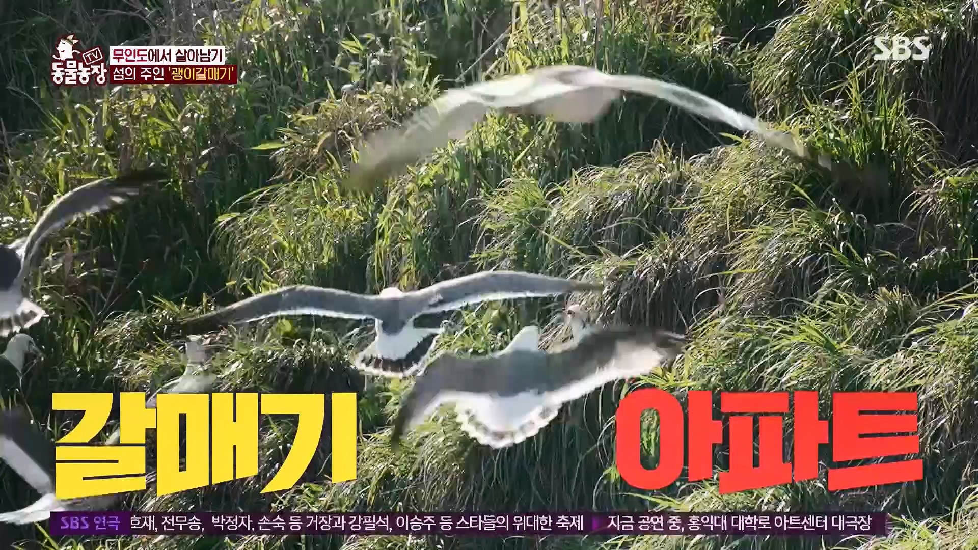 TV 동물농장.E1180.240714p.H264-F1RST.mp4_20240715_201728.922.jpg