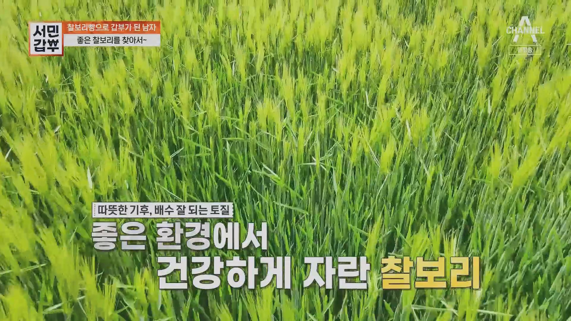 서민갑부.E435.230513p.H264-F1RST.mp4_20230516_195428.067.jpg