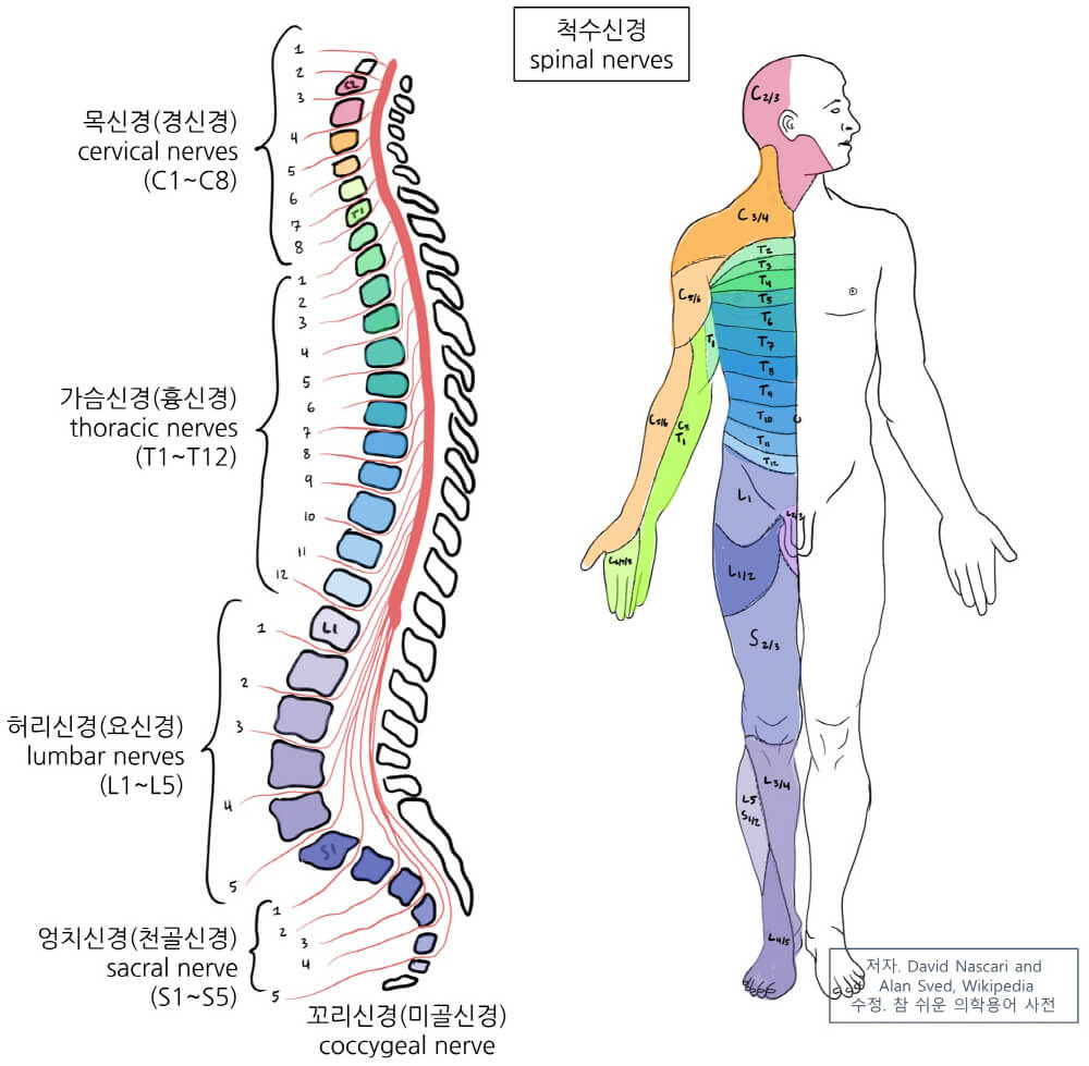 척수신경 31쌍이 관장하는 인체의 부위에 대한 그림