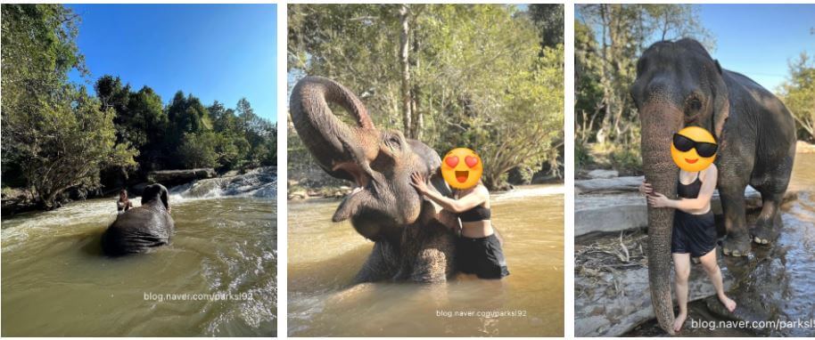 코끼리 목욕 체험 했던 사진들