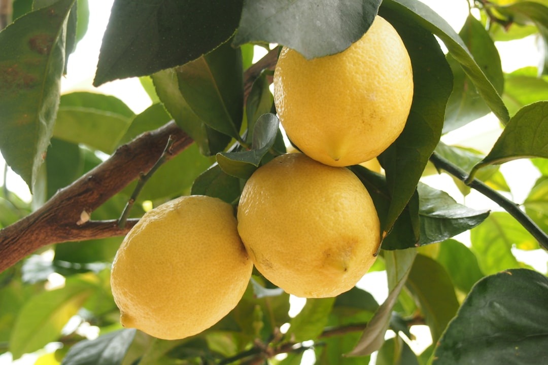 Lemon