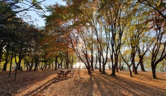 숲의 인터넷