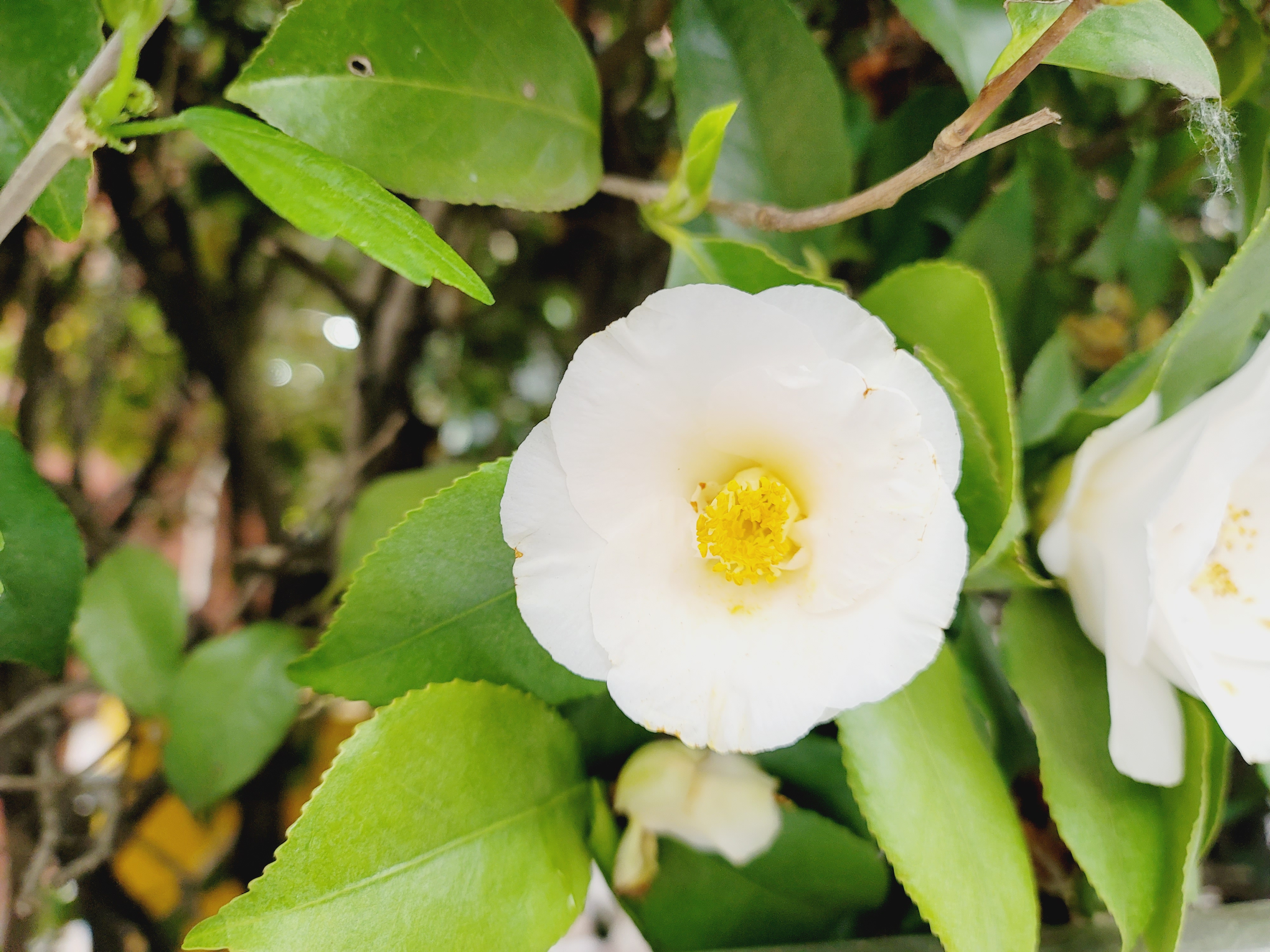 산철쭉 화단접대 7