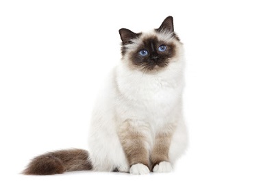  버만 (Birman)