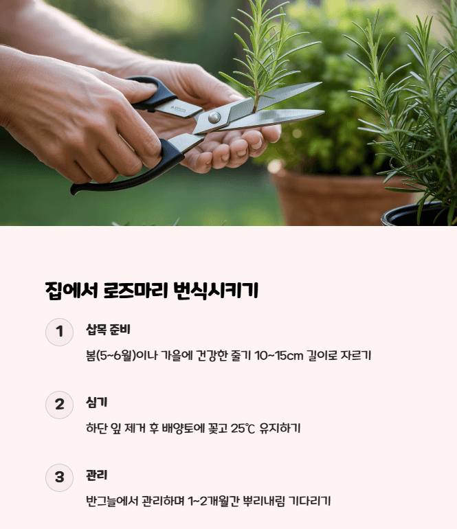 로즈마리 키우기