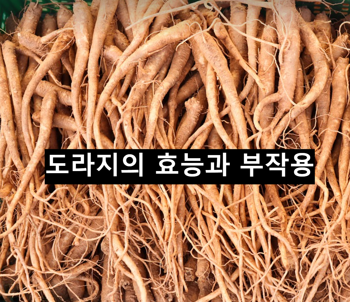  도라지의 효능과 부작용
