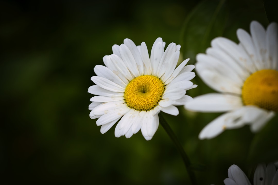 'Matricaria'