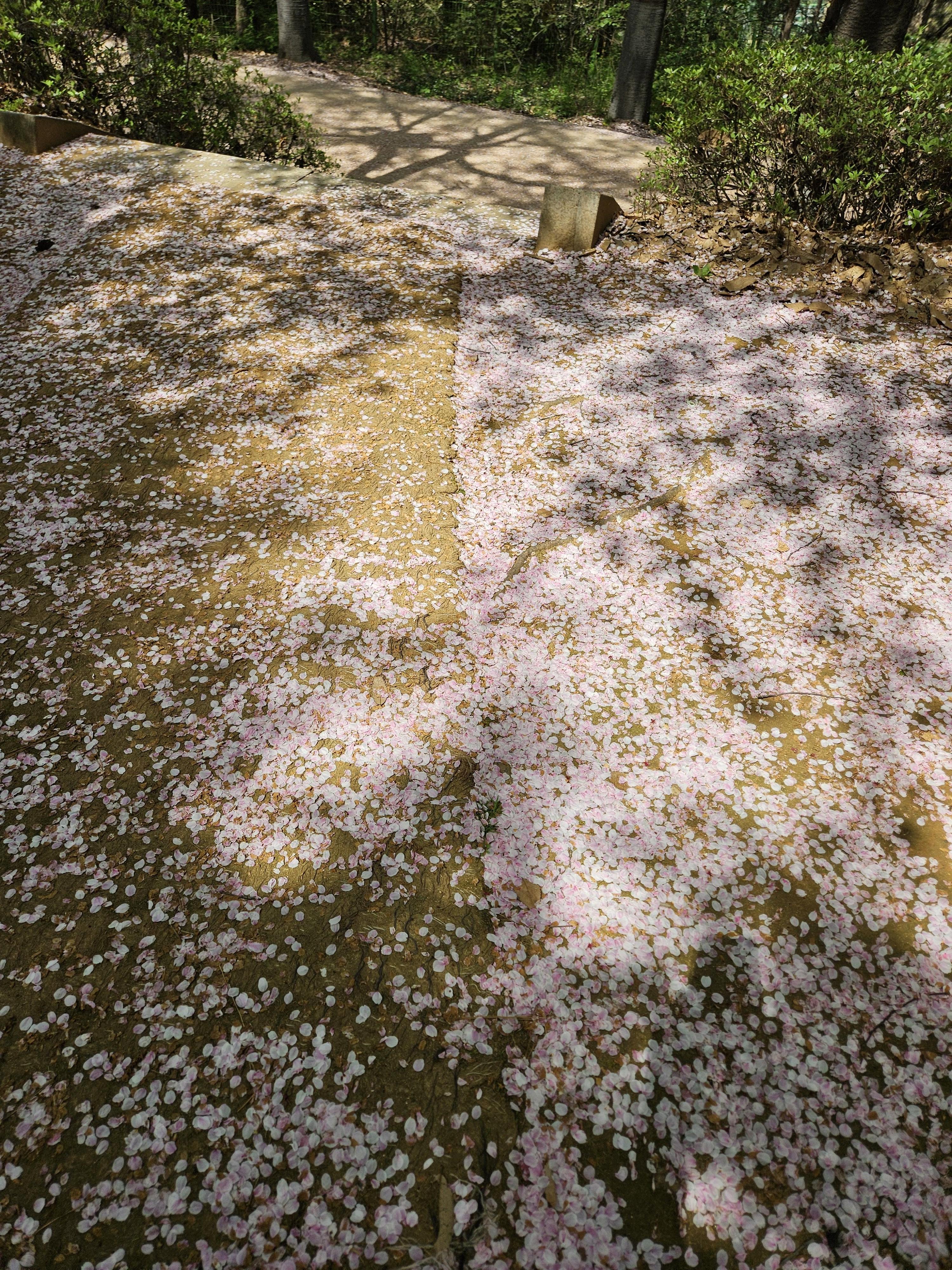 파주 가좌공원에 벚꽃이 지고&#44; 그리고 쌓였다