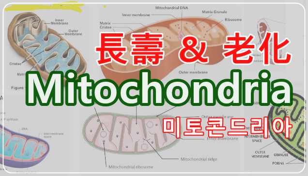 미토콘드리아 mitochondria