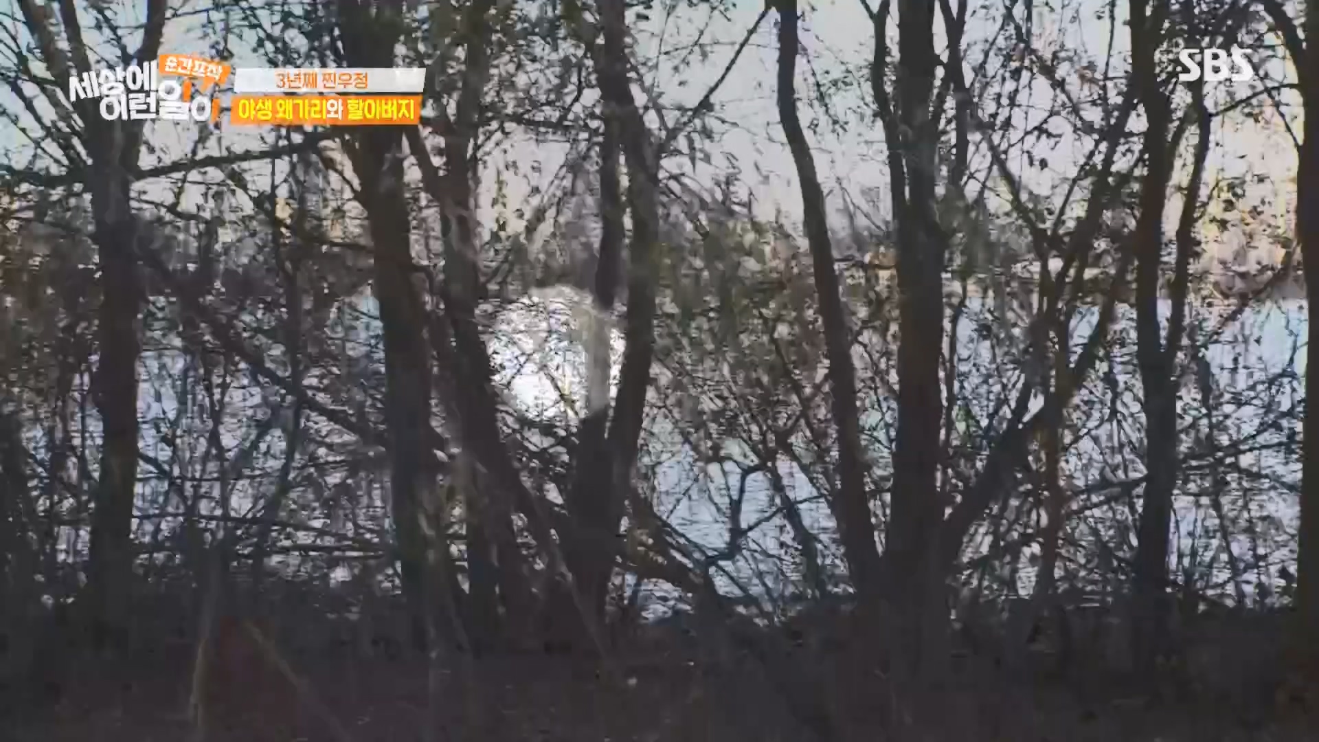 순간포착 세상에 이런일이.E1260.240113p.H264-F1RST.mp4_20240114_200329.531.jpg