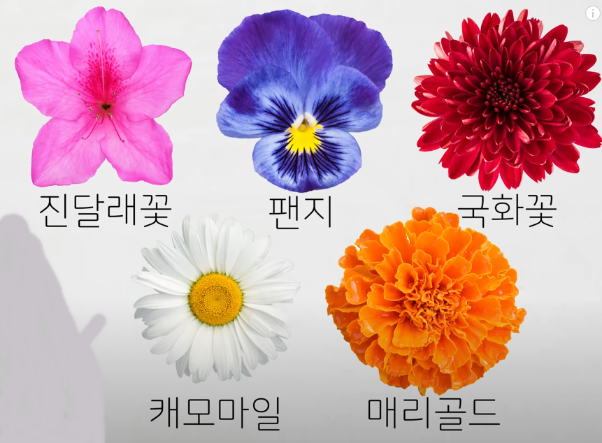  예쁜 식용꽃 효능인 어떤게 있을까..??