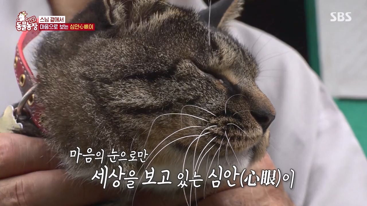 TV 동물농장.E1143.231030p-NEXT.mp4_20231029_164050.688.jpg