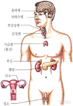  호르몬 정리