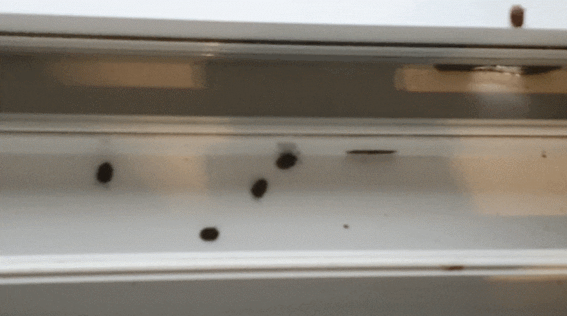 벌레 차단 창문틈 방충망 용인 아파트벌레 3