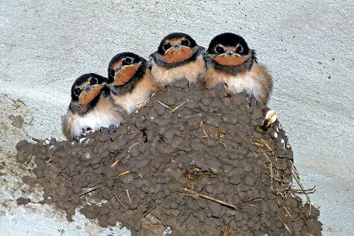 제비-집-에-새끼-제비들이-모여-있다