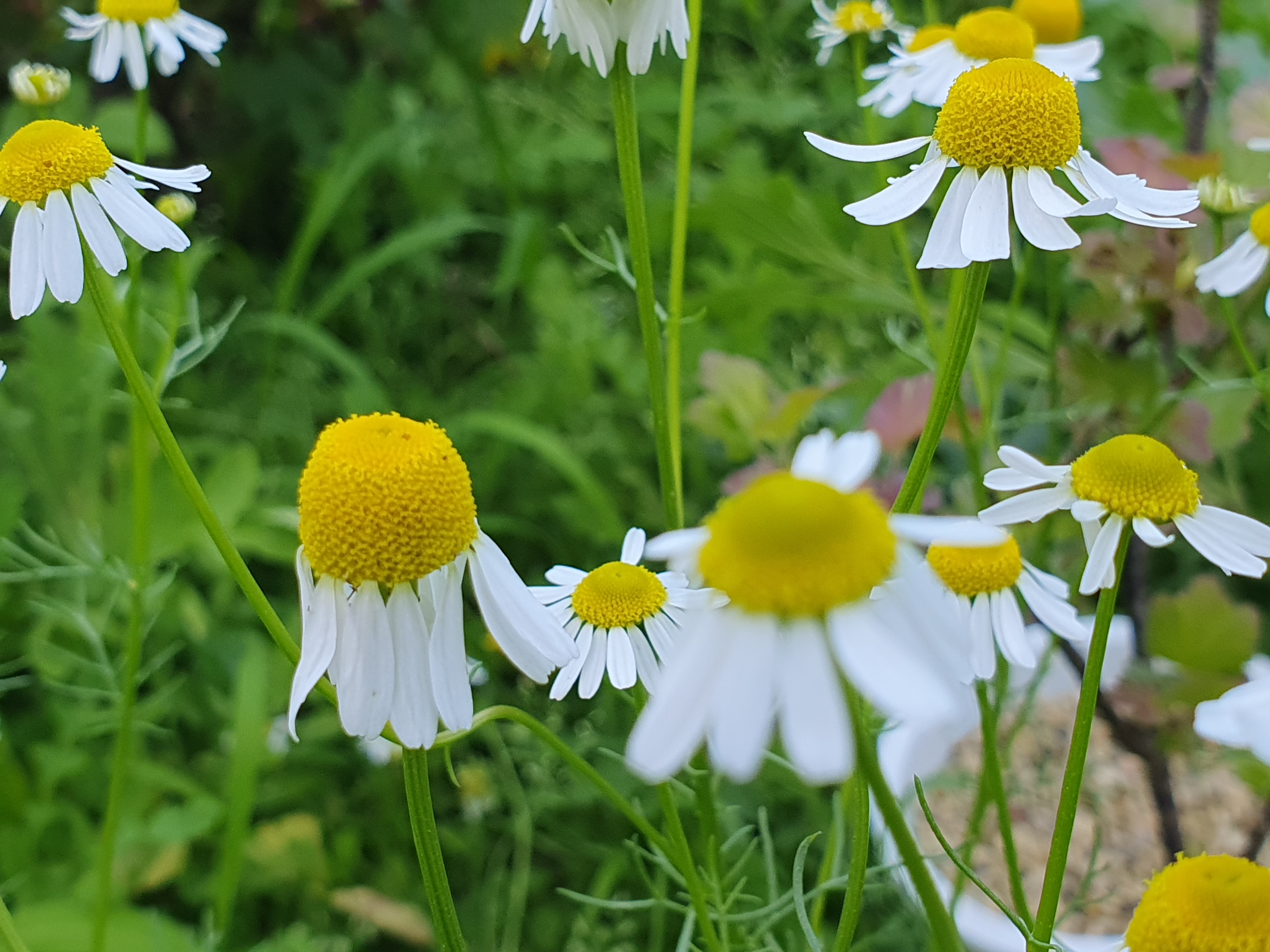 캐모마일(chamomile)꽃