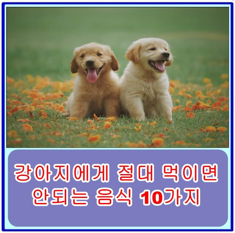  강아지에게 절대 먹이면 안되는 음식 10가지
