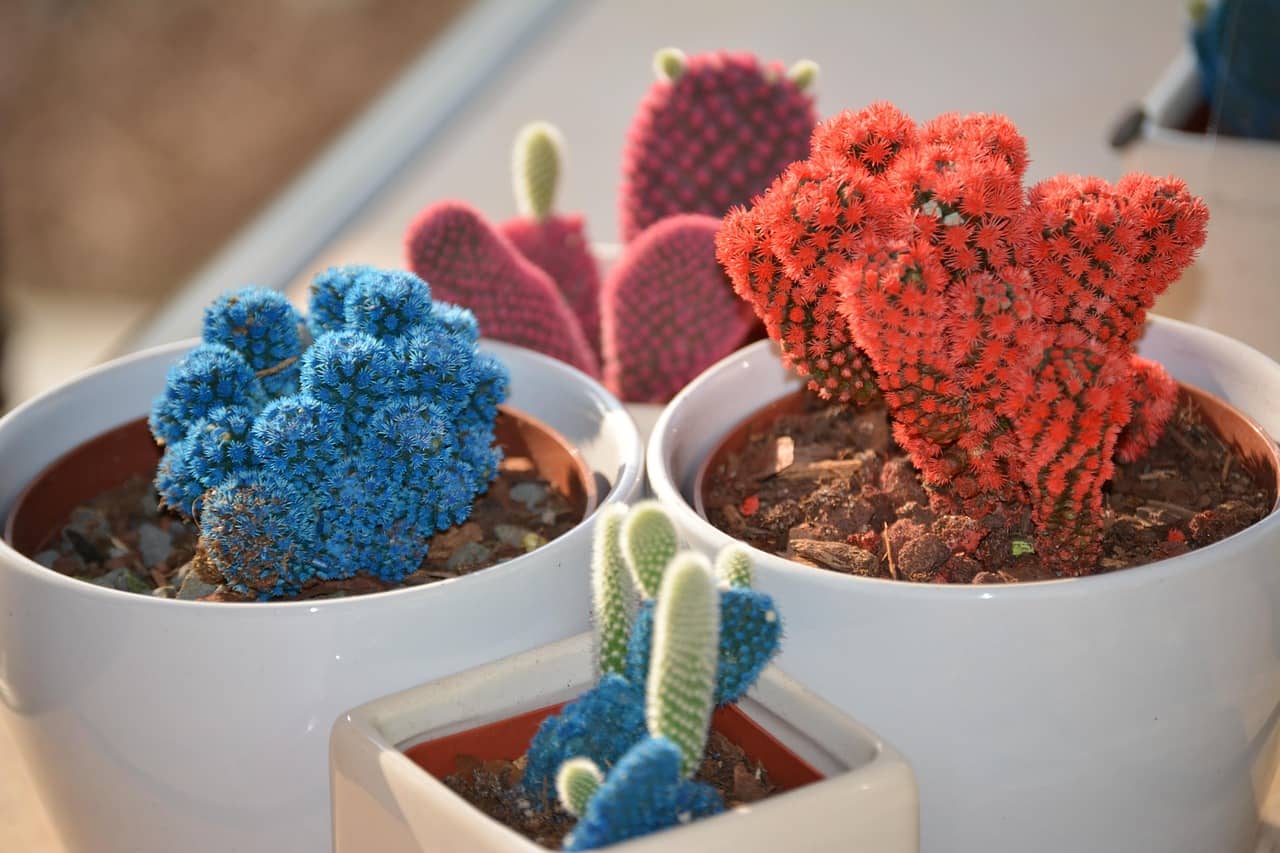 실내 식물 번식 방법 – 초보자도 쉽게 따라하는 실내 증식 가이드 - Indoor Plant Selection Tips for Beginners