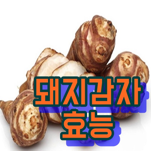  돼지감자 효능