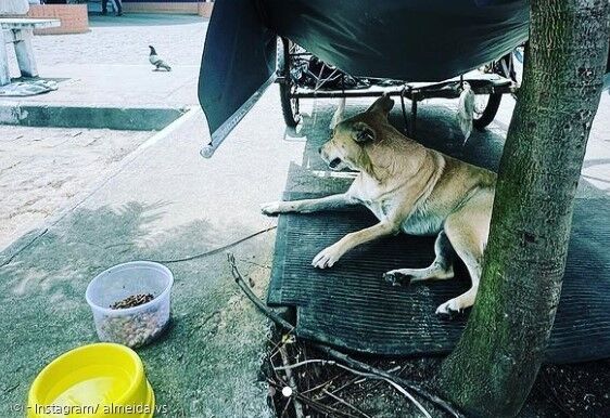 "오랜 시간을 길거리에서 주인과 함께 했던 반려견은" 노숙자 주인이 병원에 입원하자 몇 주를 넘게 병원 근처를 맴돌며 보인 강아지의 행동에 주인은 오열하고 말았습니다.