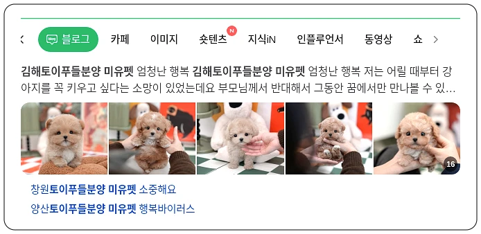 미유펫 김해 토이 푸들 분양_1_subsection