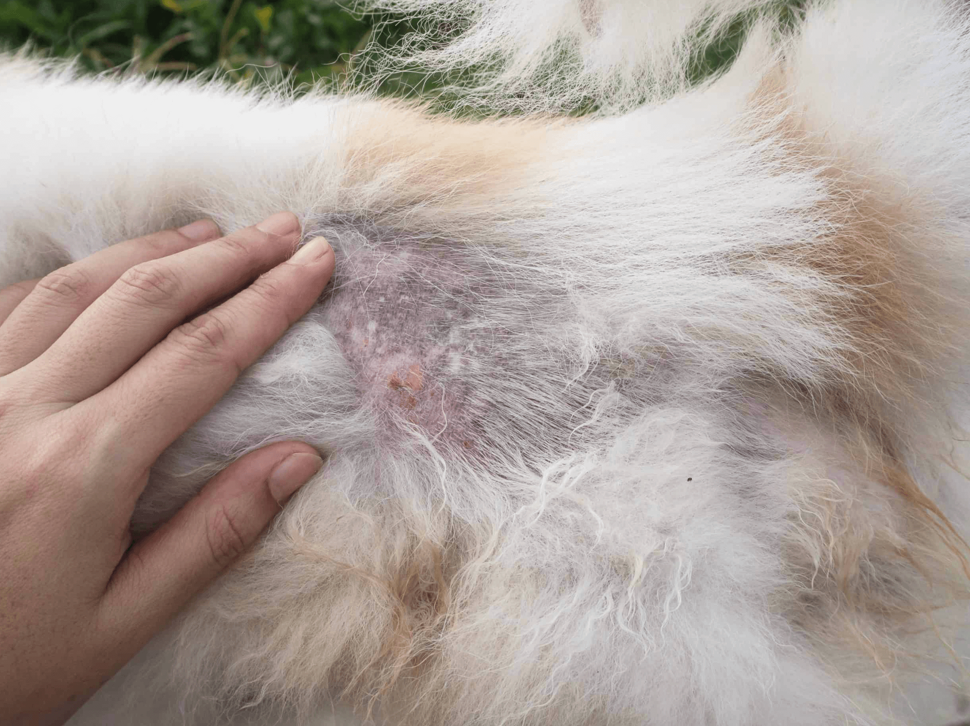 강아지-피부병