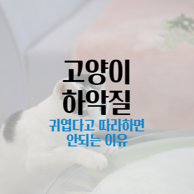 고양이 하악질