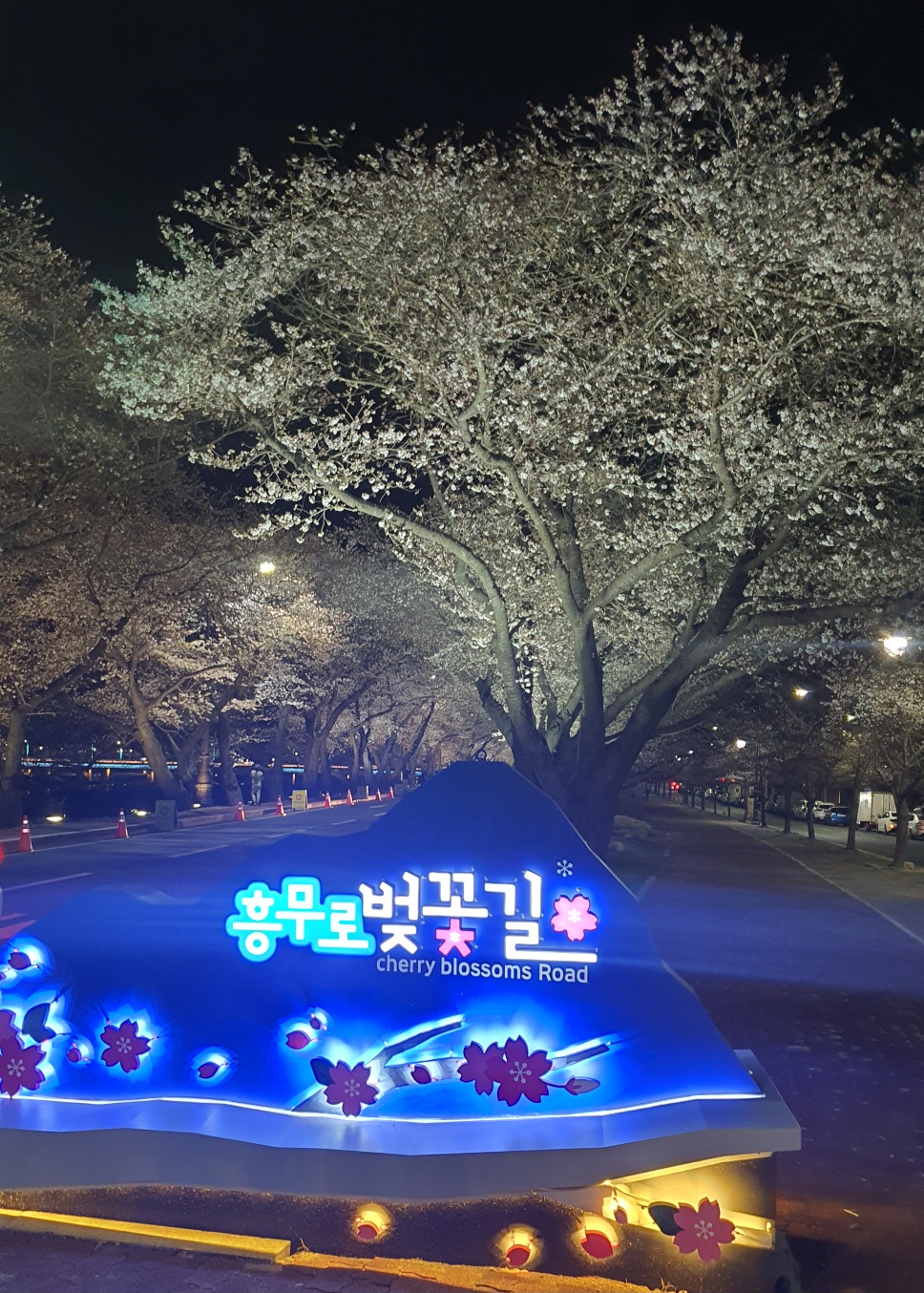 경주-흥무로-벚꽃길