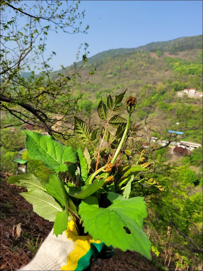 춘옥이네 이미지