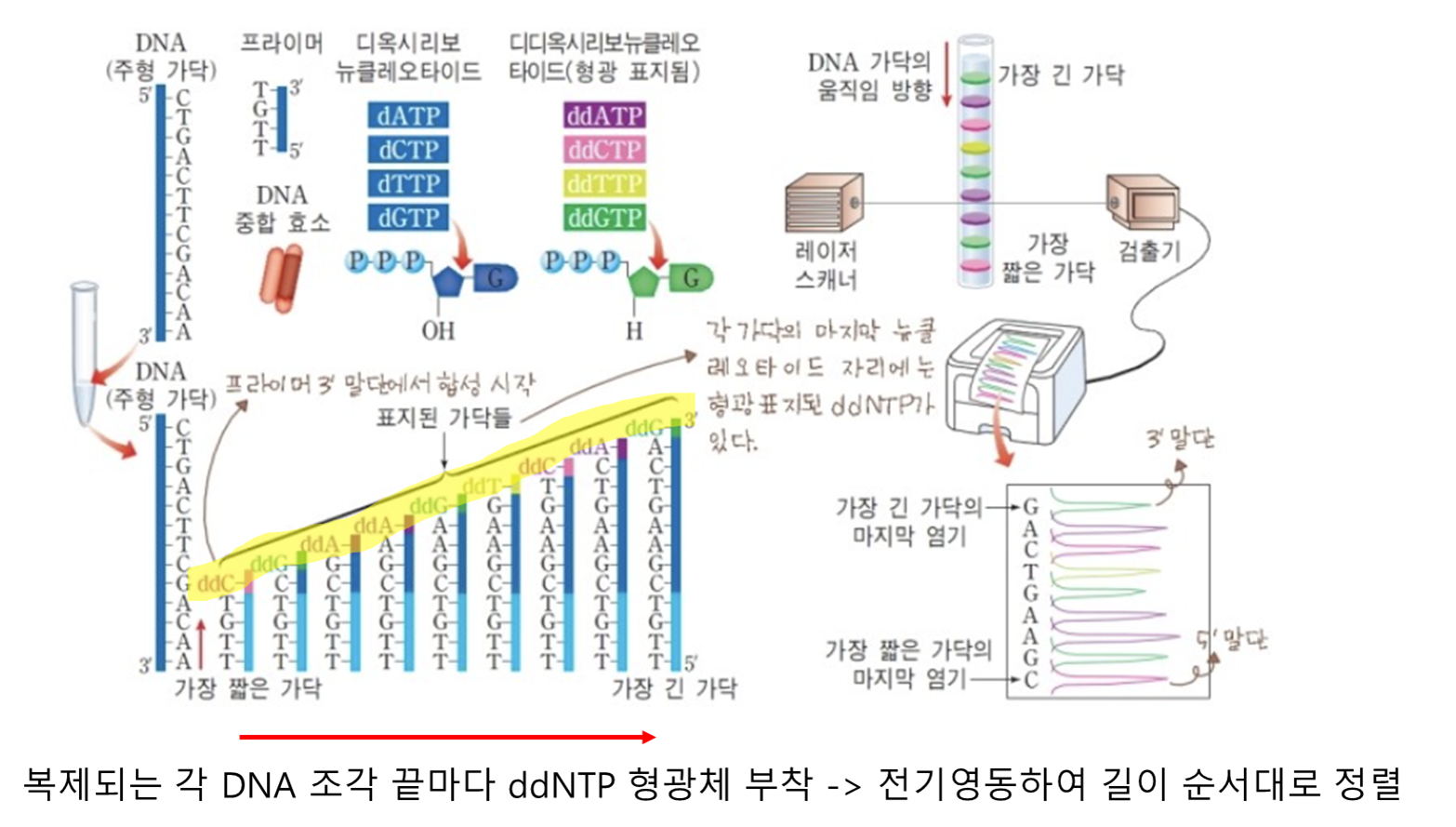 기존 생어 염기서열 분석법