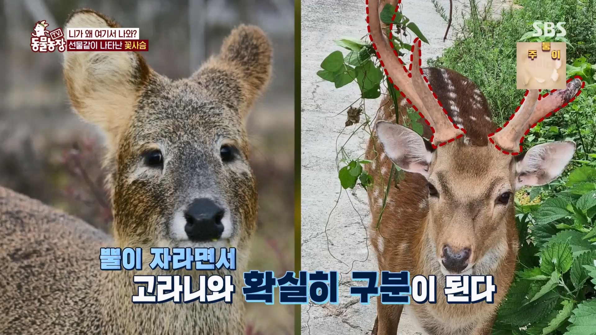 TV 동물농장.E1139.230924p.H264-F1RST.mp4_20230924_171657.245.jpg