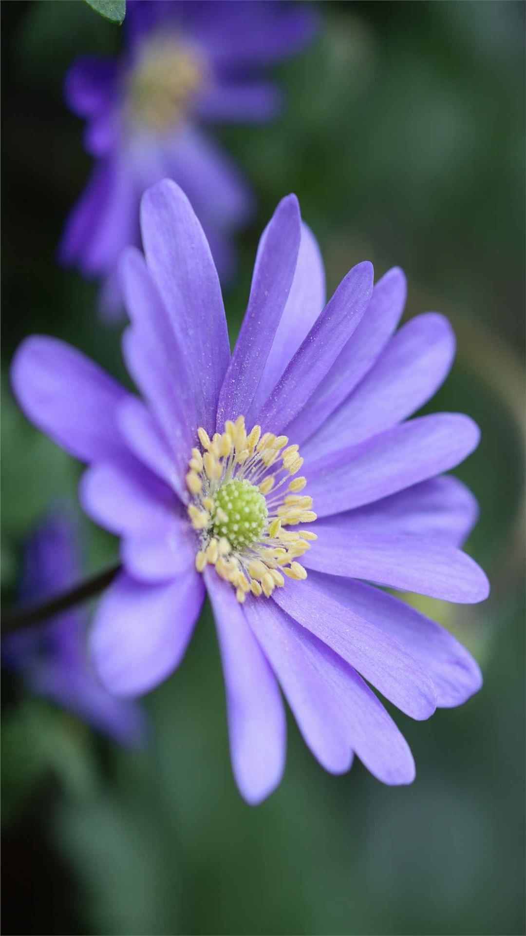 Anemone Flower iPhone Wallpaper