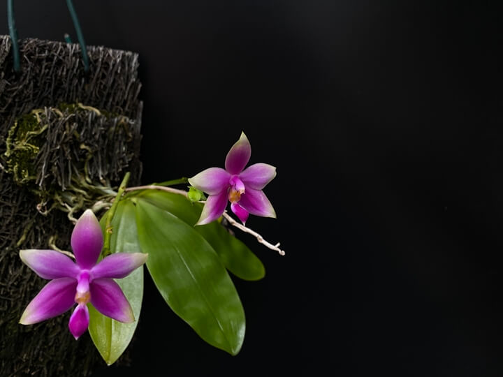 Phalaenopsis violacea