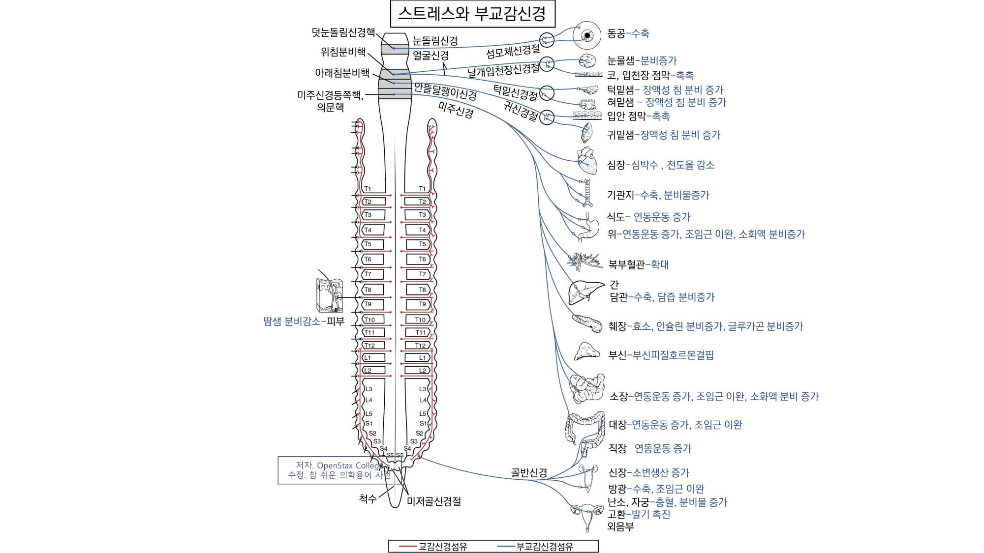 부교감신경계와 스트레스의 관계에 대한 그림 