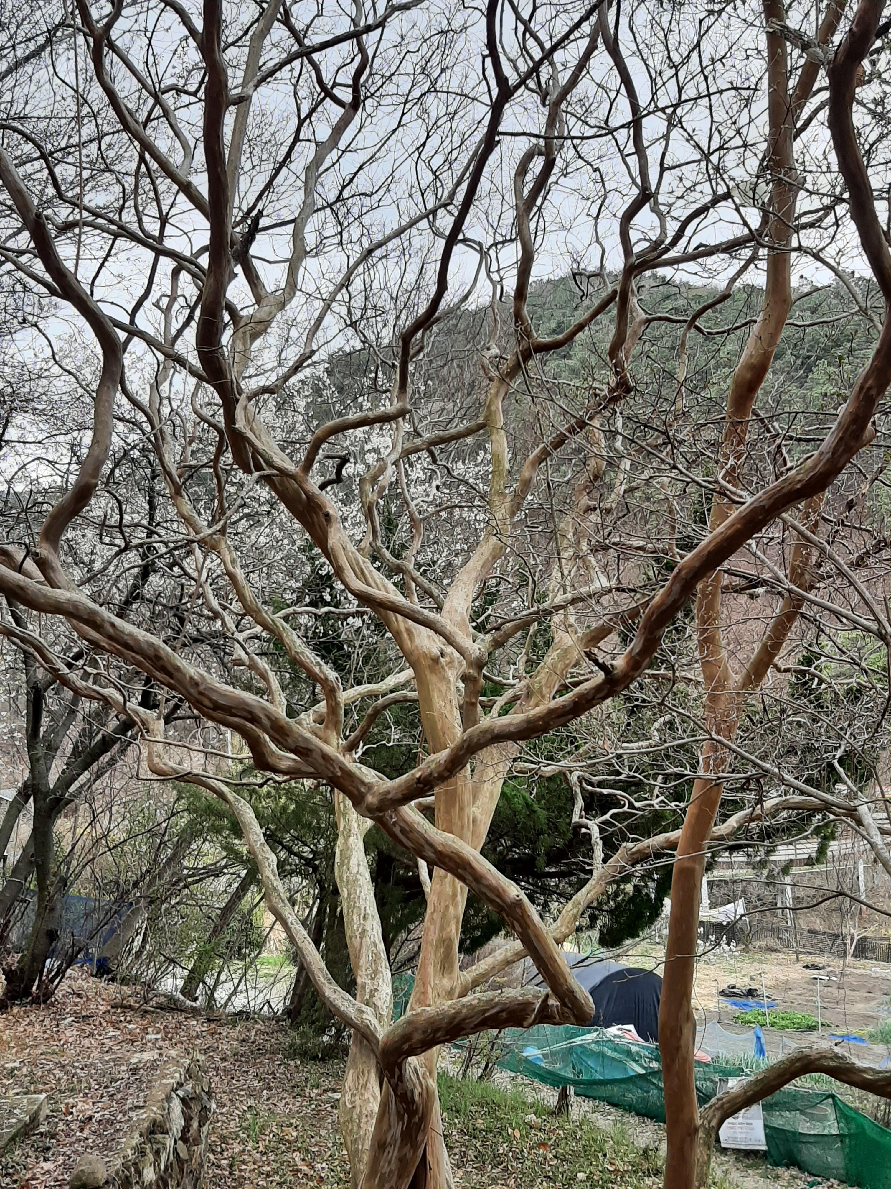 봄꽃 목련과 벚꽃이 한창입니다 / 꽃길만 걸으면 (03/23/22) 29