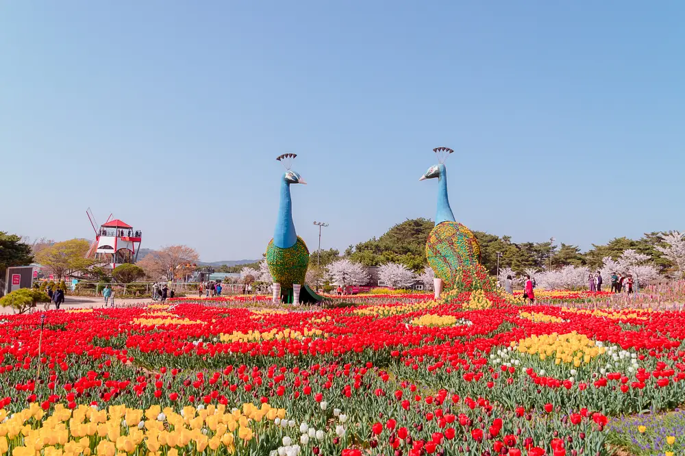  세계 5대 튤립축제 "태안 세계 튤립 꽃 박람회"