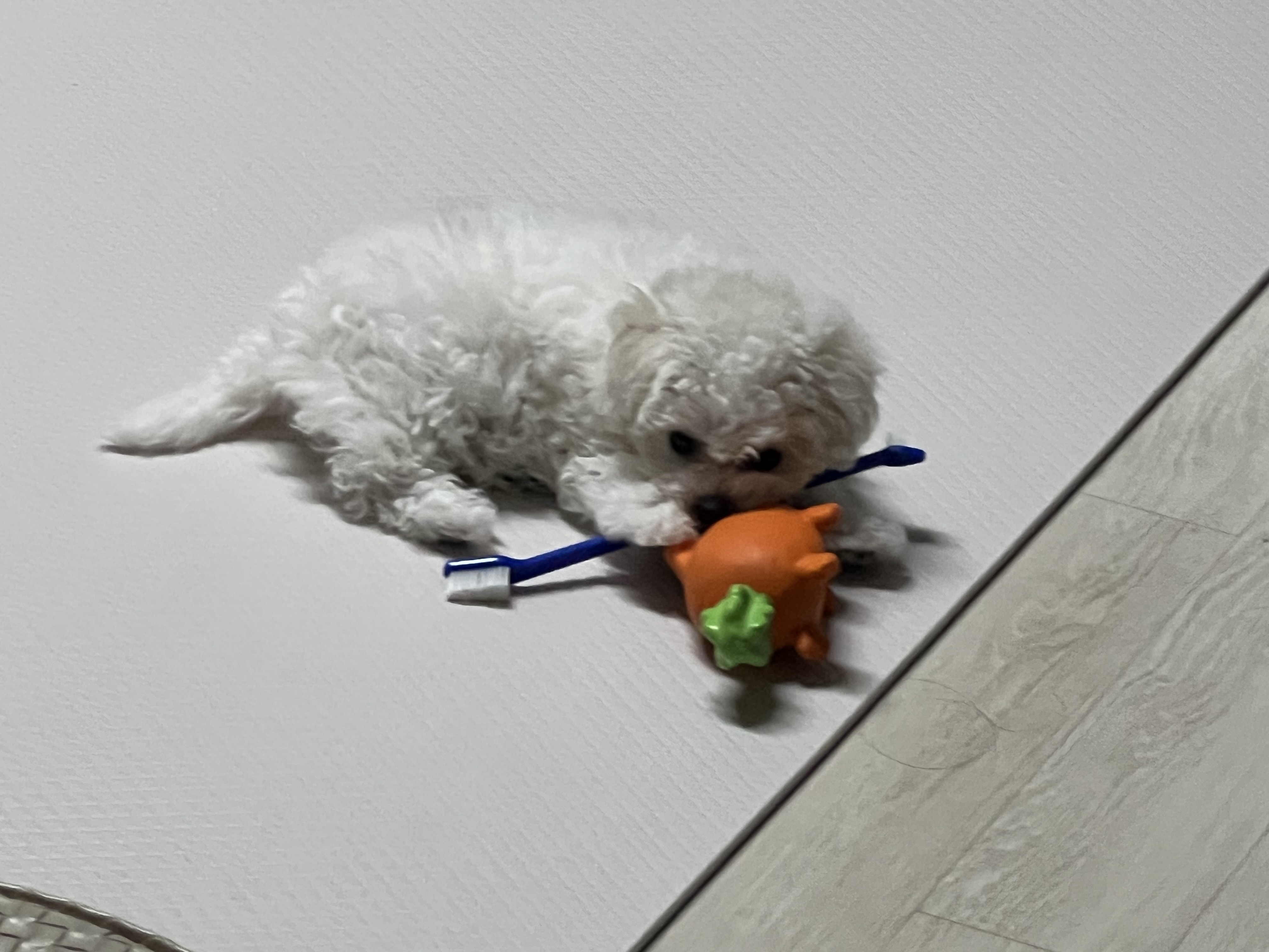 강아지 칫솔